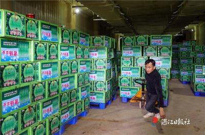 从田间到餐桌的温暖接力——探访徐闻辣椒中转冷库的人工搬运服务